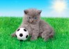猫体足球(猫咪足球赛)